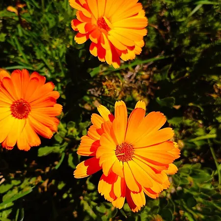 Hébergement de vacances Floralys